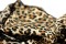 Foulard cheveux Léopard Foulard cheveux Léopard