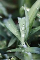 Quels sont les bienfaits du jus d’aloe vera ?